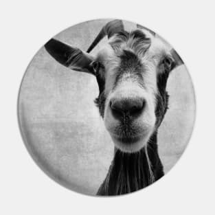 Goat Portrait in Black and White Pin