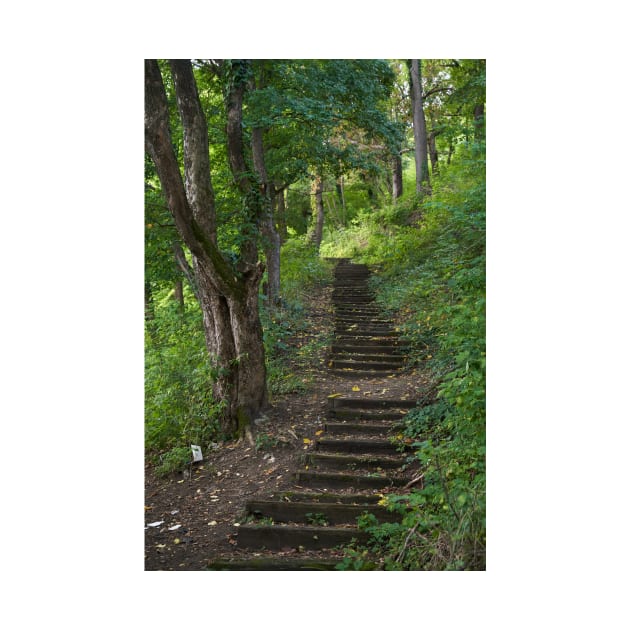 Old stairs in the forest by naturalis