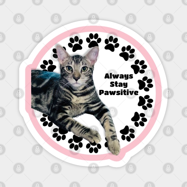 Always Stay Positive Grey Cat Magnet by Long-N-Short-Shop