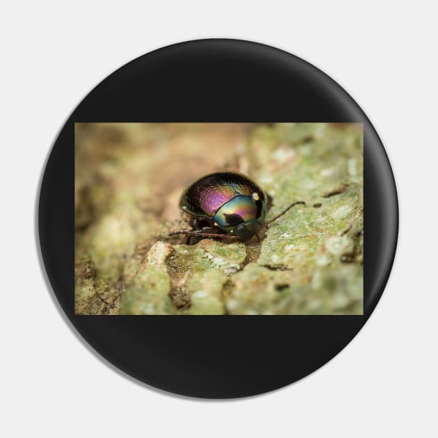 Unique and organic photo of a beautiful iridescent leaf beetle Pin by AvonPerception