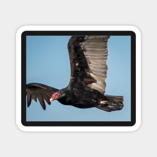 Turkey Vulture Up Close Magnet