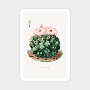 Elephant's Tooth Cactus (Mammillaria Elephantidens) from Iconographie descriptive des cactées by Charles Antoine Lemaire (1801–1871). Magnet