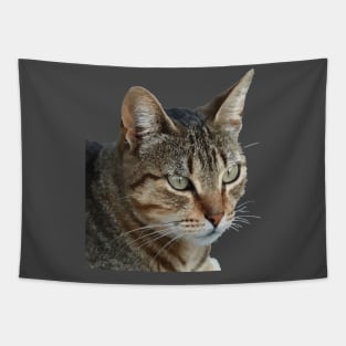 Stunning Tabby Cat Close Up Portrait Vector Isolated Tapestry