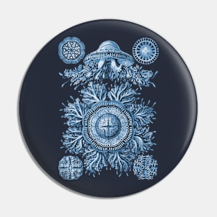 Ernst Haeckel Discomedusae Jellyfish Plate 28 Blue Pin