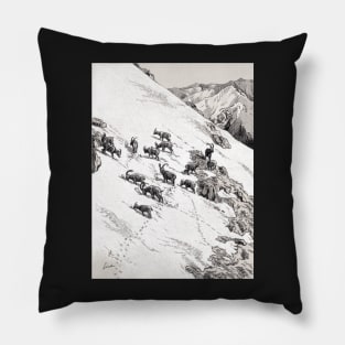 Capra Ibex group in snow Pillow