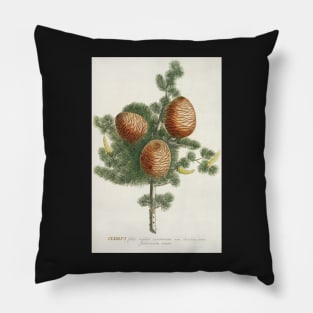 Cedar cones - Cedrus - botanical illustration Pillow