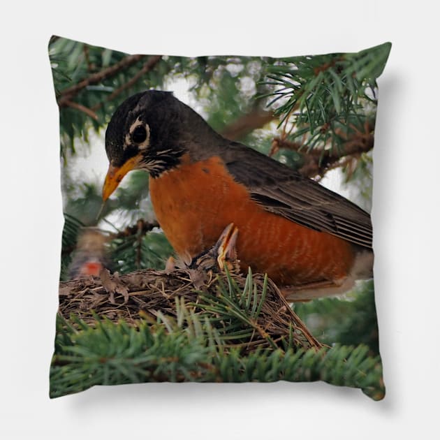 Momma American Robin In Her Nest Pillow by BackyardBirder