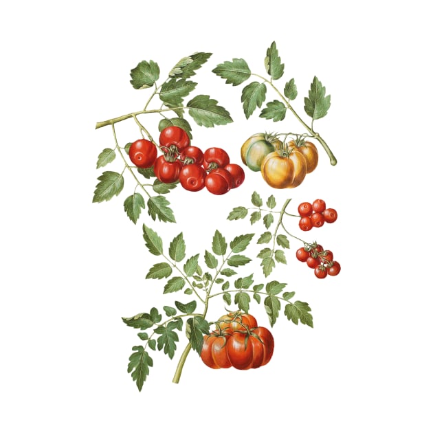 Vintage Tomato Illustration by Melon Street