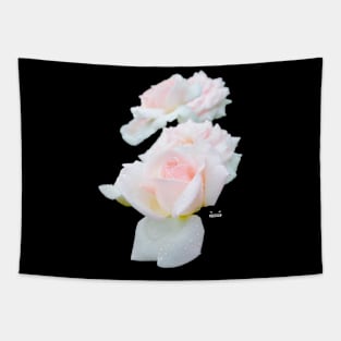 Rose in the dew on black / Swiss Artwork Photography Tapestry