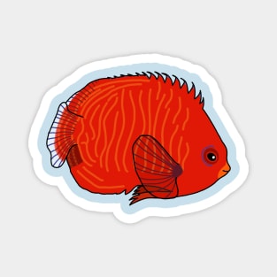 Golden Angelfish Magnet