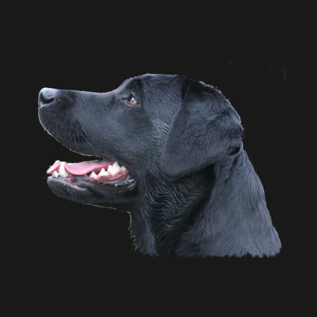 Black Labrador by dodgerfl