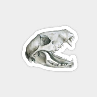 Raccoon Skull Magnet