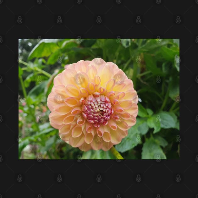 Pastel Pink and Yellow Dahlia by claire-l-page