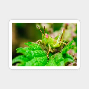 Young Grasshopper Macro Photography Magnet