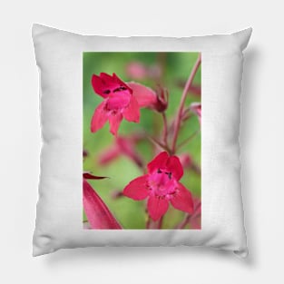 Penstemon  &#39;Andenken an Friedrich Hahn&#39;  &#39;Garnet&#39;  Beard-tongue Pillow