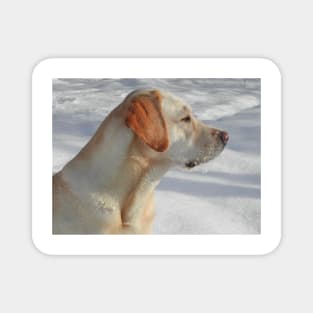 Labrador Retriever Yellow fourth Magnet