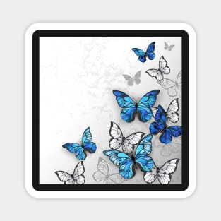 Blue and White Butterflies Magnet