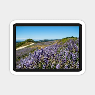 Lupine blooming on the hills Magnet