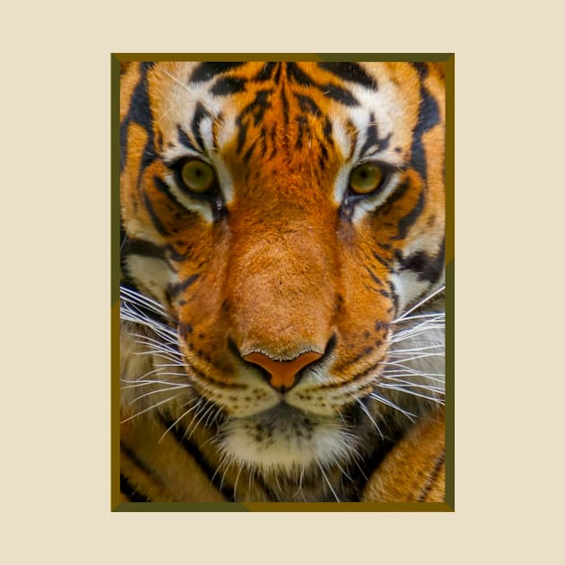 Tiger Stripes by The Attoram Studio