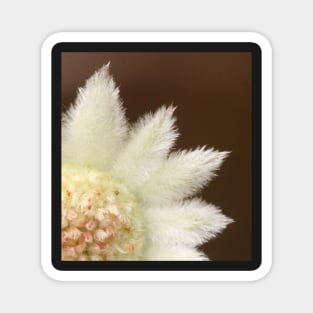Feathery flannel flower ... real close Magnet