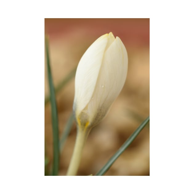 Crocus biflorus  &#39;Miss Vain&#39; by chrisburrows