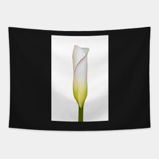 Arum Lily Bud Tapestry