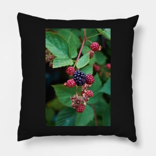 Blackberry Pillow