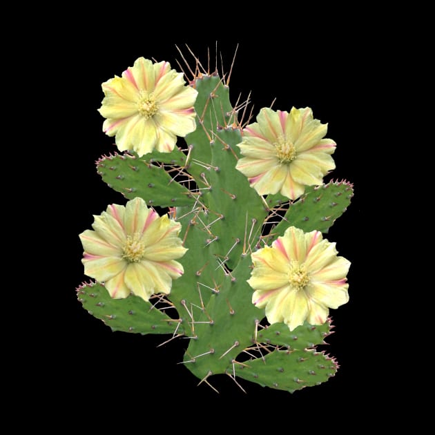 Cactus - cactus flower - flower - flora in Africa by T-SHIRTS UND MEHR