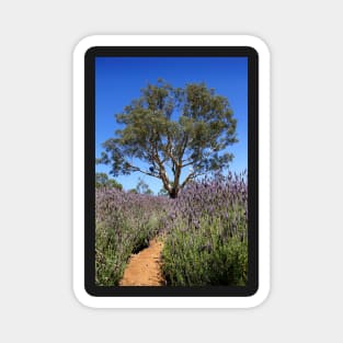 Gum tree among the lavender Magnet