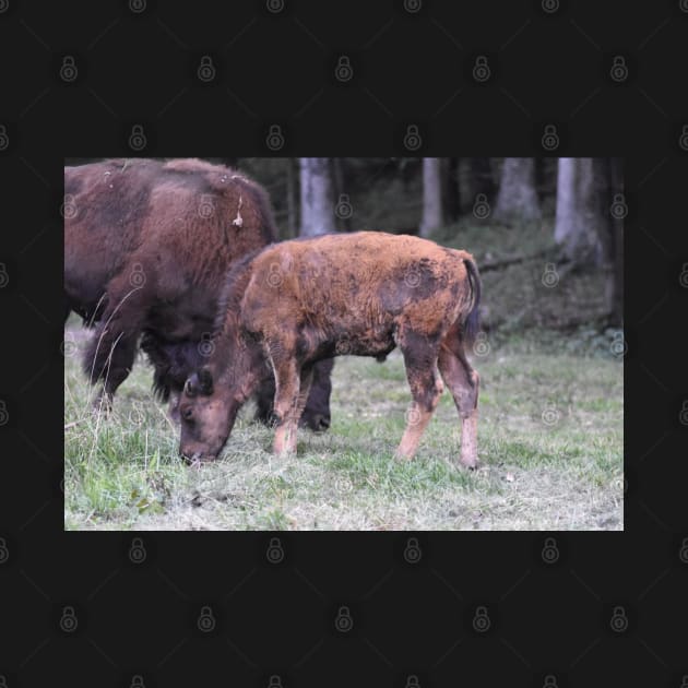 Adolescent Bison by MarieDarcy