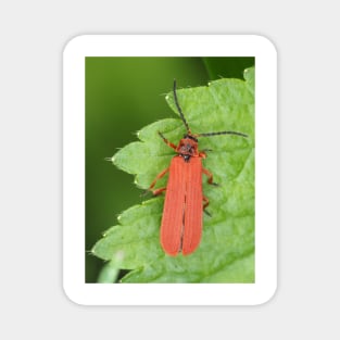 Red net-winged beetle - Dictyoptera simplicipes Magnet