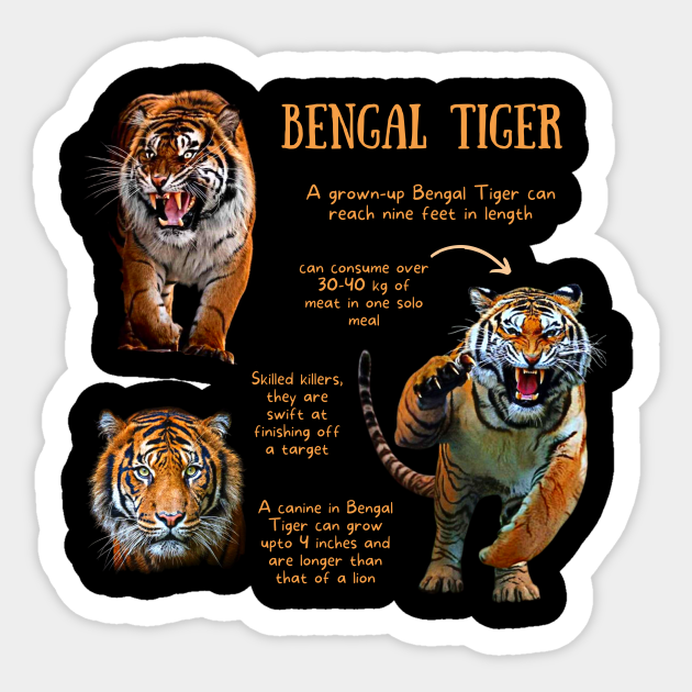Animal Facts - Bengal Tiger - Tiger - Sticker | TeePublic Animal Facts - Bengal Tiger - Tiger - Sticker | TeePublic