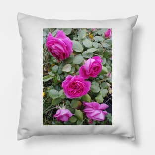 Pink Vintage Rose Pillow