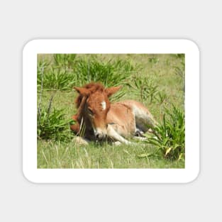 Wild horses, wildlife gifts, Assateague Island Magnet