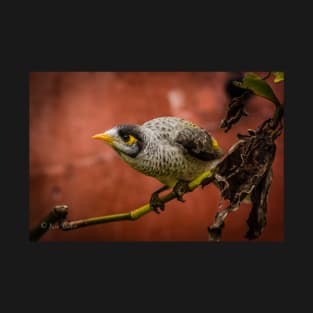 Noisy Miner (Manorina melanocephala) T-Shirt