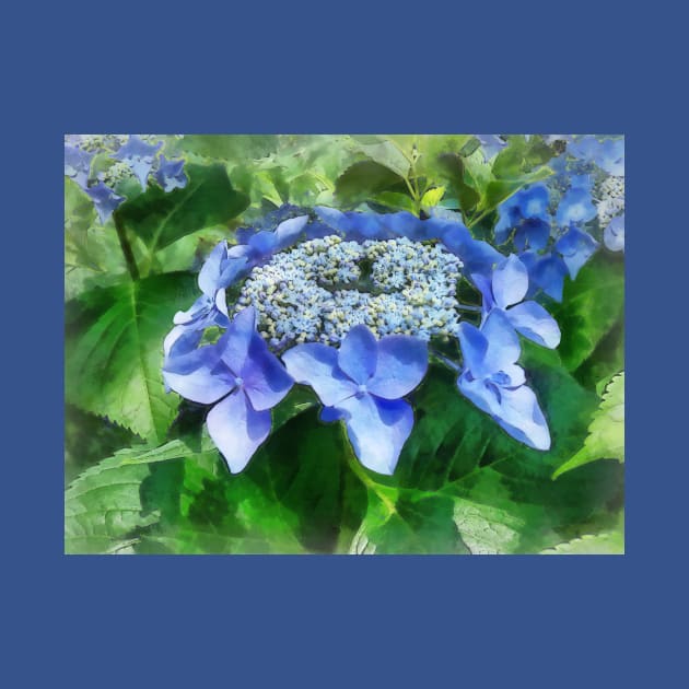 Blue Lace Cap Hydrangea Let's Dance Starlight by SusanSavad