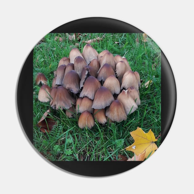 Inky-cap Mushrooms Pin by robelf