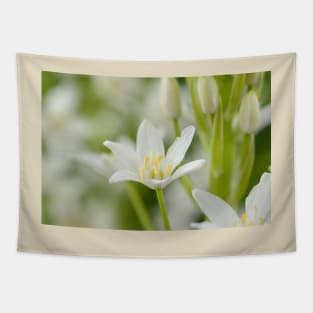 Ornithogalum magnum  Star of Bethlehem  Giant Starflower Tapestry