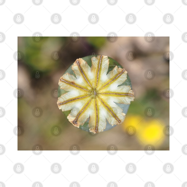 Poppy seed pod, view from above by SDym Photography