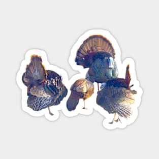 Male Turkeys Displaying Their Foliage to a Lady Magnet