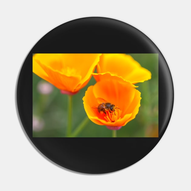 Bee and poppies Pin by jvnimages