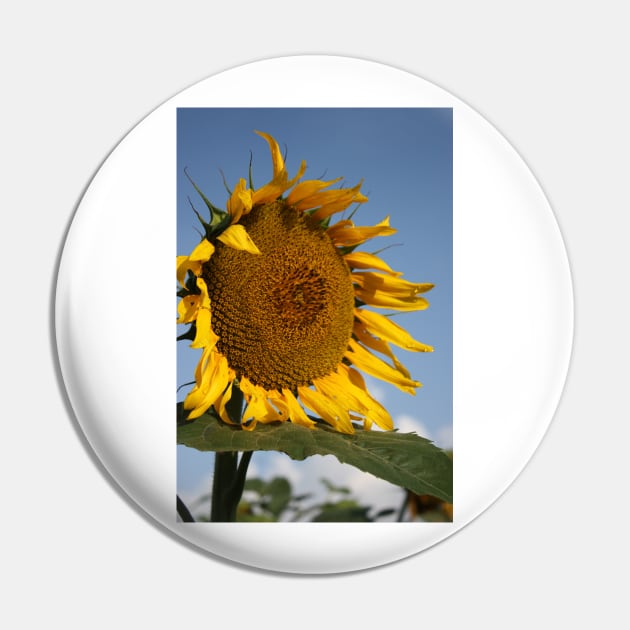 Bright and Colorful Kansas Sunflower Pin by ROBERTDBROZEK