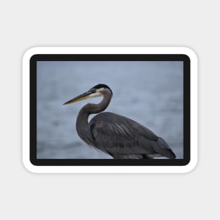 Great Blue Heron 21 Magnet