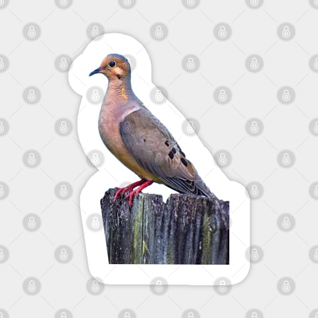 Mourning Dove on a Fence Magnet by RoxanneG