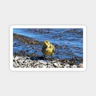 Wet Gosling Walking Along The Water Magnet