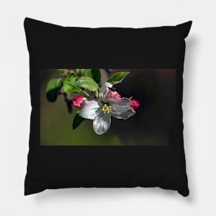 April Apple Blossom Pillow