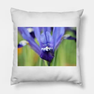 Iris  &#39;Fabiola&#39;  Reticulata Pillow