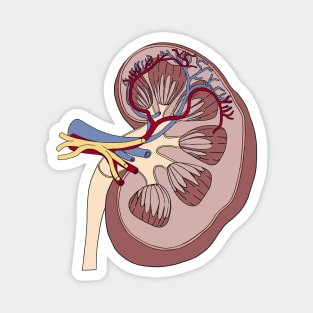 Kidney anatomy Magnet