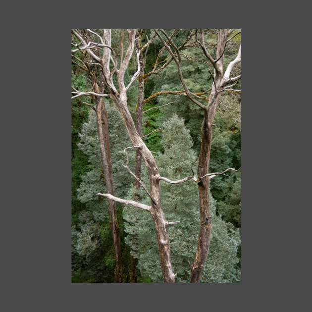 Bare tree trunks with blue, green conifer trees. by sma1050