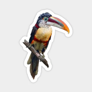 Curl-Crested Aracari Magnet